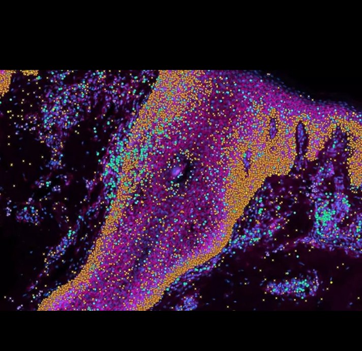 Scientists create first ever detailed map of human skin